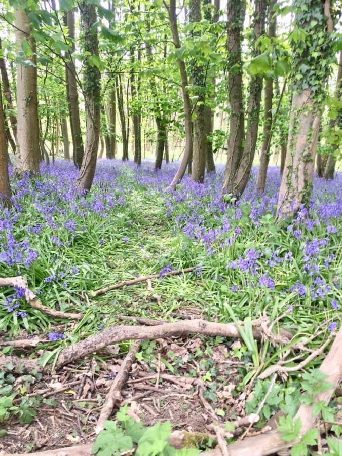 Holly Cottage, Hidden Gem In The Yorkshire Wolds Welton  Экстерьер фото
